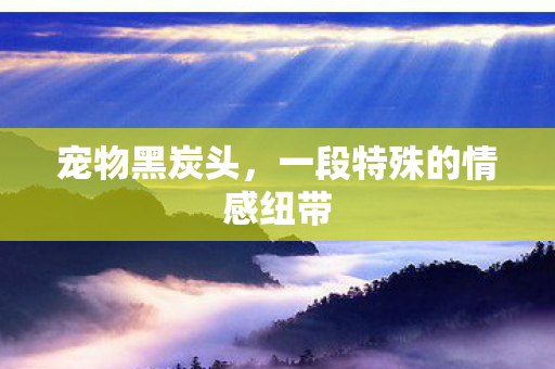 宠物黑炭头，一段特殊的情感纽带