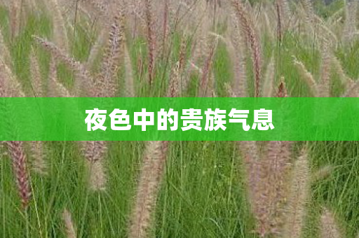 夜色中的贵族气息