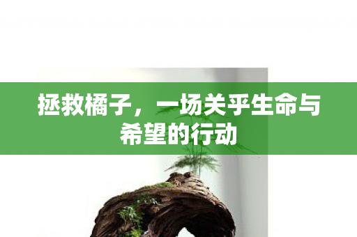 拯救橘子,一场关乎生命与希望的行动 拯救橘子,一场关乎生命与希望的行动