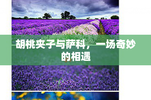 胡桃夹子与萨科，一场奇妙的相遇