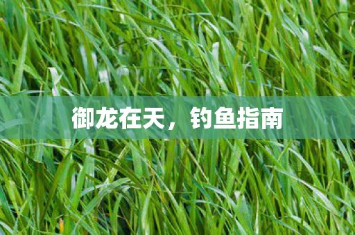 御龙在天,钓鱼指南 御龙在天,钓鱼指南
