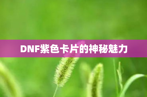 DNF紫色卡片的神秘魅力