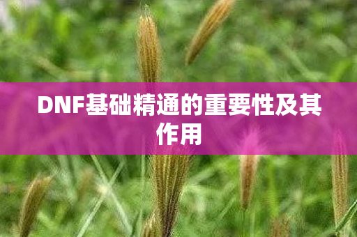 DNF基础精通的重要性及其作用