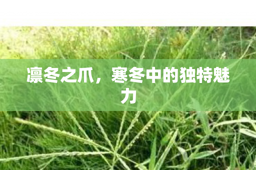 凛冬之爪，寒冬中的独特魅力