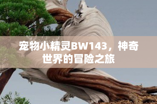 宠物小精灵BW143,神奇世界的冒险之旅 宠物小精灵BW143,神奇世界的冒险之旅