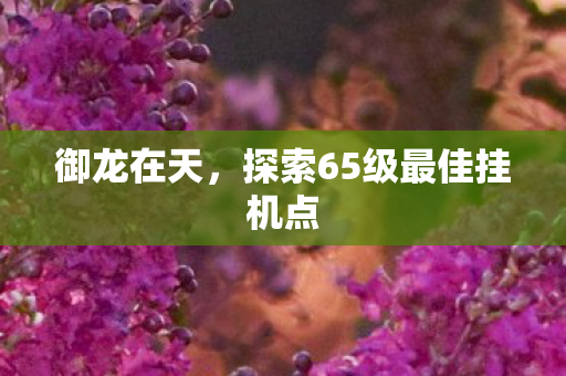 御龙在天，探索65级最佳挂机点