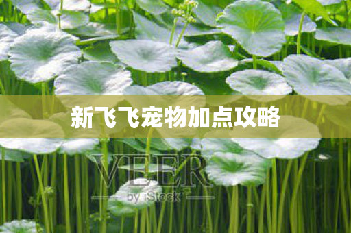 新飞飞宠物加点攻略 新飞飞宠物加点攻略