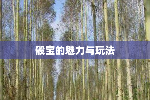 骰宝的魅力与玩法