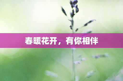 春暖花开，有你相伴