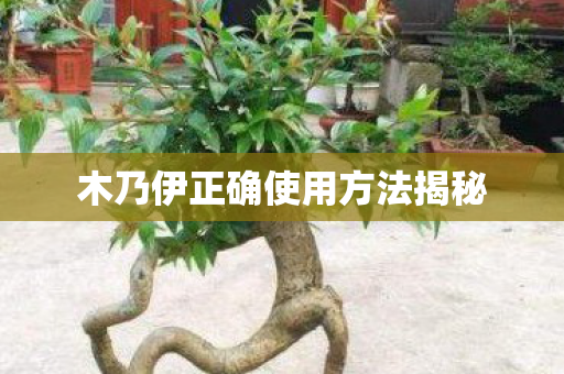 木乃伊正确使用方法揭秘