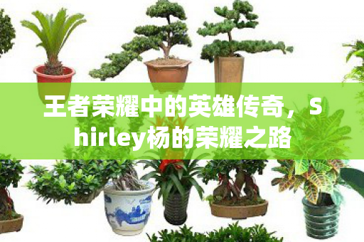 王者荣耀中的英雄传奇，Shirley杨的荣耀之路
