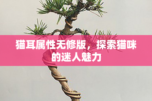 猫耳属性无修版,探索猫咪的迷人魅力 猫耳属性无修版,探索猫咪的迷人魅力