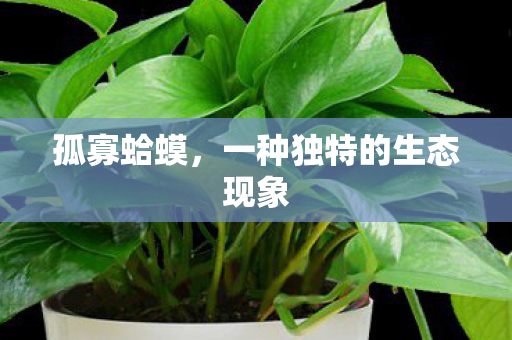 孤寡蛤蟆，一种独特的生态现象