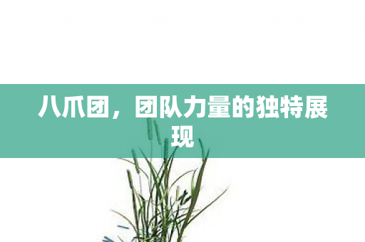 八爪团，团队力量的独特展现