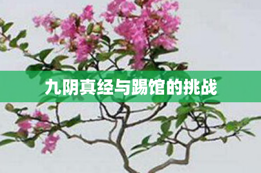 九阴真经与踢馆的挑战
