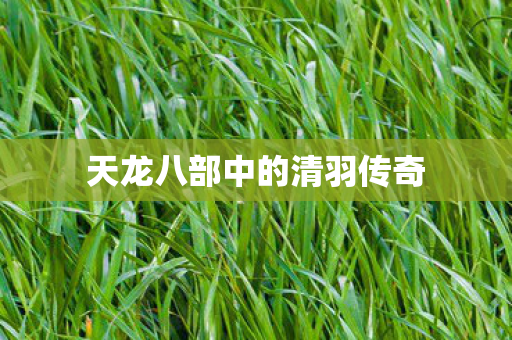 天龙八部中的清羽传奇