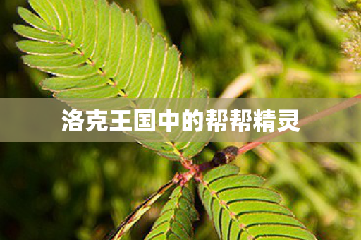 洛克王国中的帮帮精灵