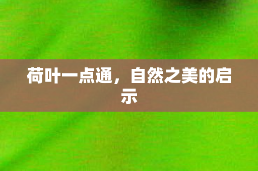 荷叶一点通,自然之美的启示 荷叶一点通,自然之美的启示