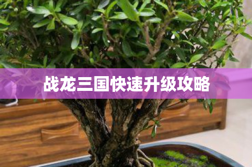 战龙三国快速升级攻略