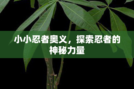 小小忍者奥义，探索忍者的神秘力量