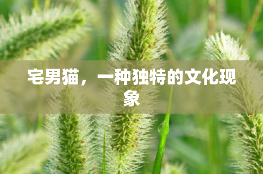 宅男猫,一种独特的文化现象 宅男猫,一种独特的文化现象