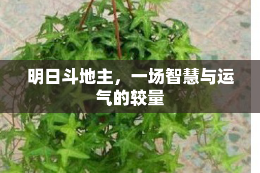 明日斗地主，一场智慧与运气的较量