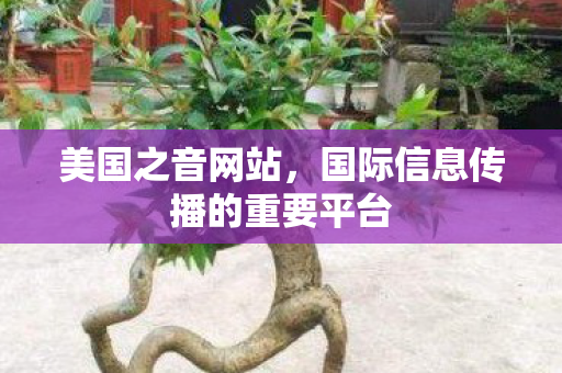 美国之音网站，国际信息传播的重要平台