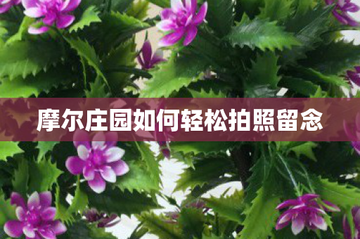 摩尔庄园如何轻松拍照留念