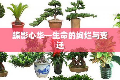 蝶影心华—生命的绚烂与变迁