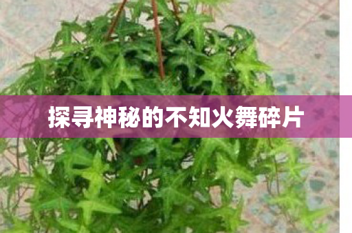 探寻神秘的不知火舞碎片