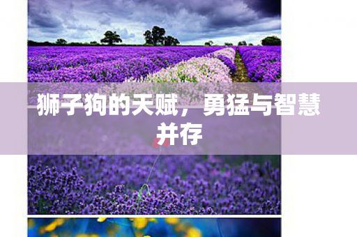 狮子狗的天赋,勇猛与智慧并存 狮子狗的天赋,勇猛与智慧并存