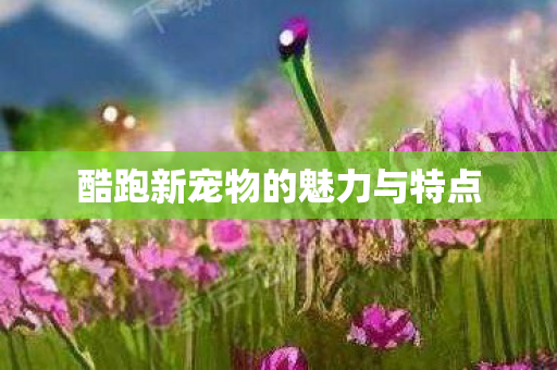 酷跑新宠物的魅力与特点