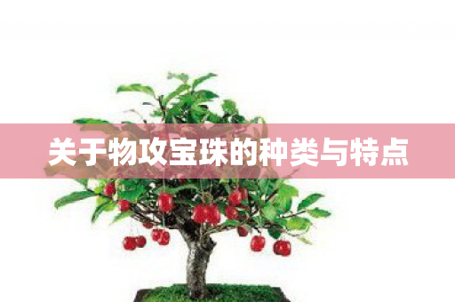 关于物攻宝珠的种类与特点