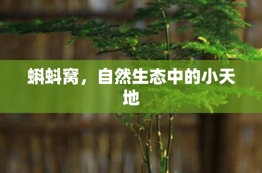 蝌蚪窝,自然生态中的小天地 蝌蚪窝,自然生态中的小天地