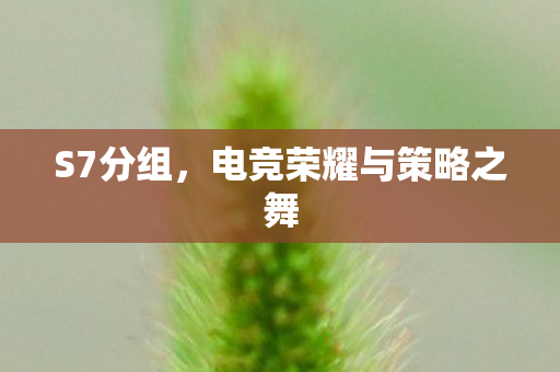 S7分组，电竞荣耀与策略之舞