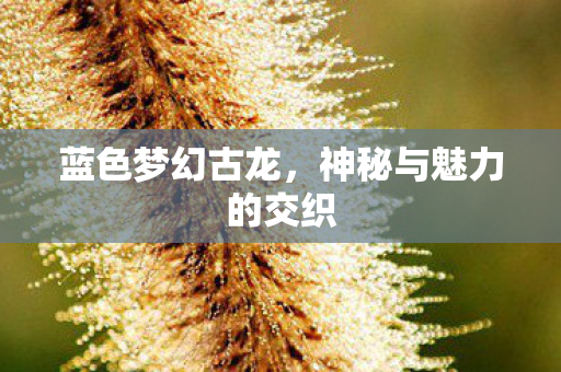蓝色梦幻古龙,神秘与魅力的交织 蓝色梦幻古龙,神秘与魅力的交织