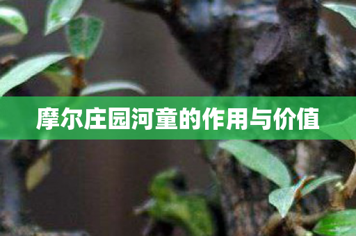 摩尔庄园河童的作用与价值