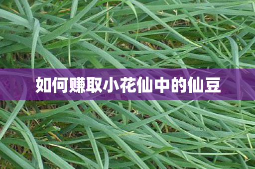 如何赚取小花仙中的仙豆 如何赚取小花仙中的仙豆