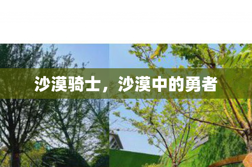 沙漠骑士,沙漠中的勇者 沙漠骑士,沙漠中的勇者