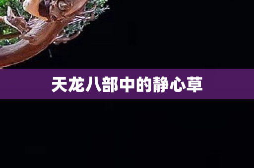 天龙八部中的静心草