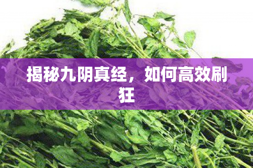 揭秘九阴真经，如何高效刷狂