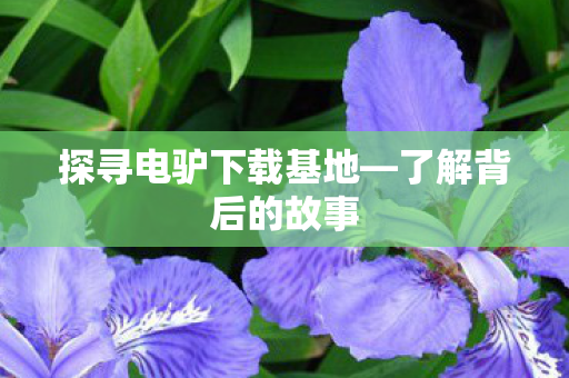 探寻电驴下载基地—了解背后的故事