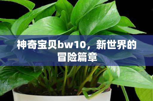 神奇宝贝bw10，新世界的冒险篇章