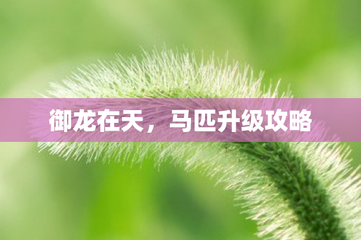 御龙在天，马匹升级攻略