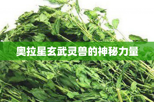 奥拉星玄武灵兽的神秘力量