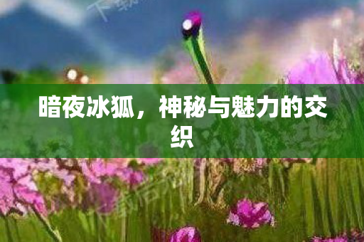 暗夜冰狐，神秘与魅力的交织