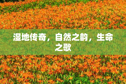 湿地传奇，自然之韵，生命之歌