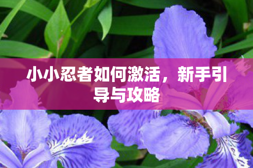 小小忍者如何激活，新手引导与攻略