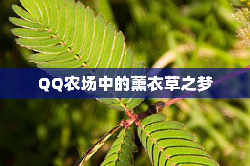 QQ农场中的薰衣草之梦 QQ农场中的薰衣草之梦