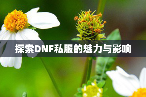 探索DNF私服的魅力与影响 探索DNF私服的魅力与影响